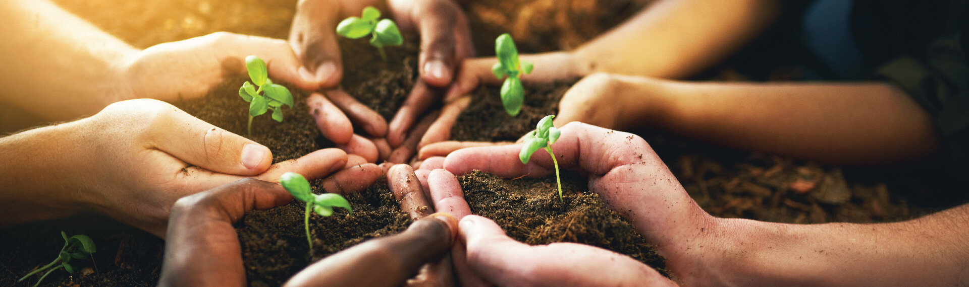 hands planting a seedling