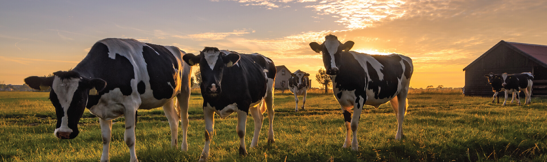 field of cows